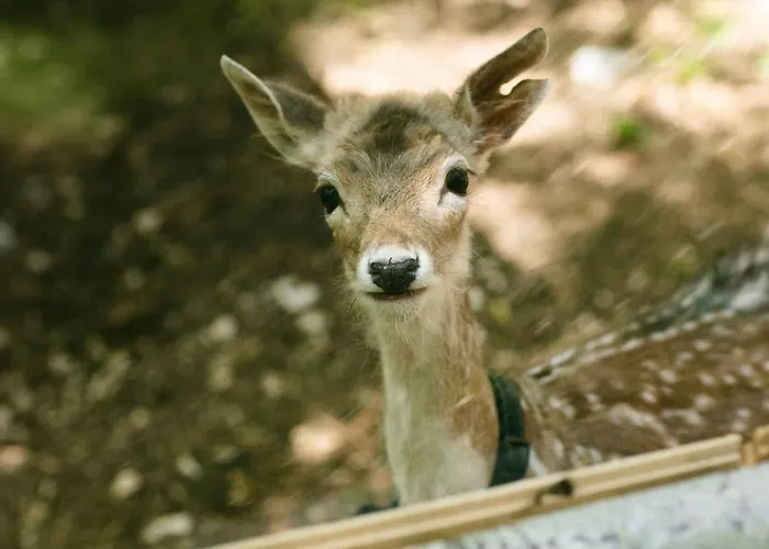 Alloggio per agriturismo Borgo Incantato Spoleto